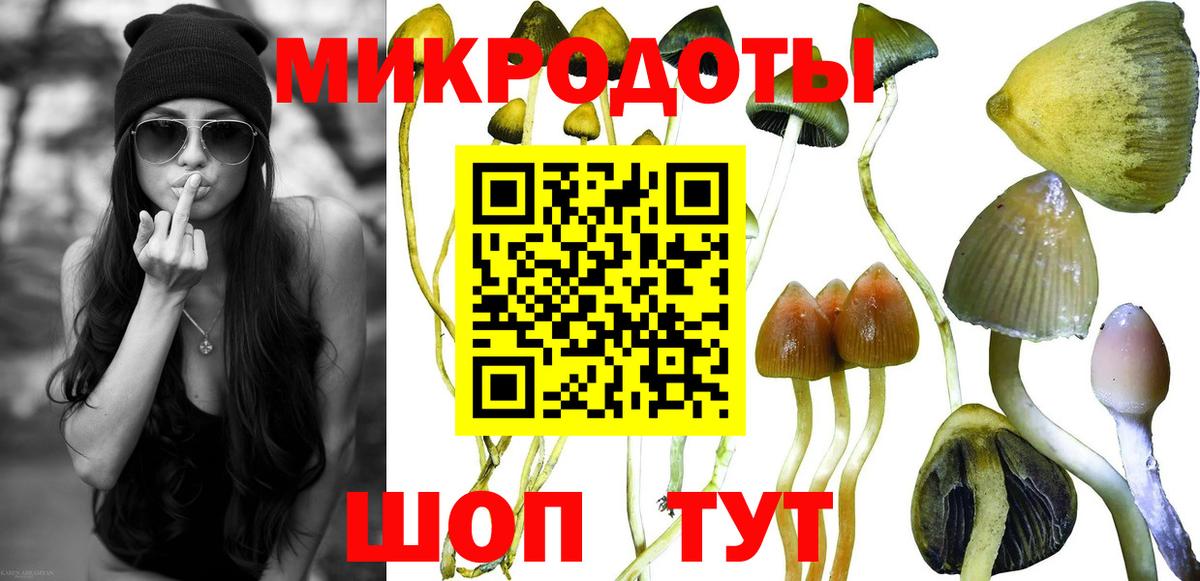 Псилоцибиновые грибы Psilocybe Сальск